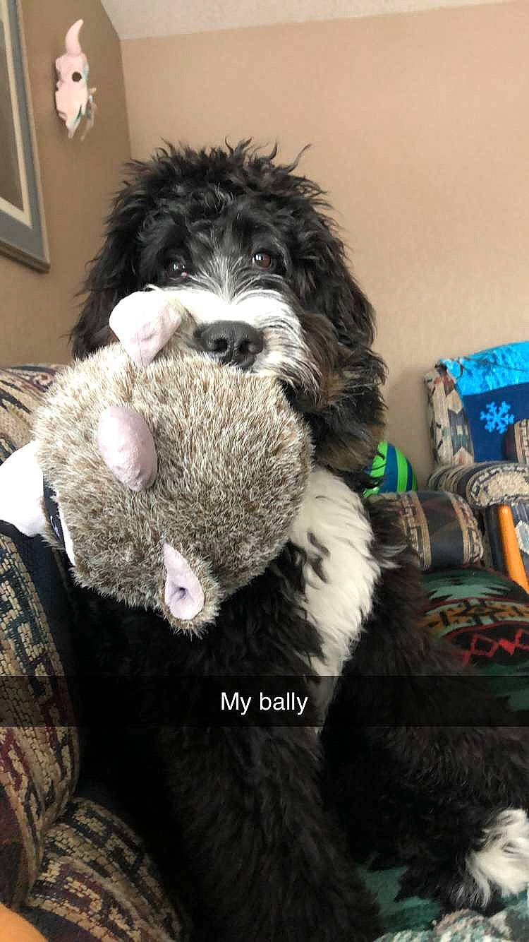 Blaize joined the competition — help win amazing prizes! canidae, carnivore, comfort, companion_dog, dog, dog_breed, dog_collar, dog_supply, fur, maltepoo, picture_frame, schnauzer, small_terrier, snout, sporting_group, terrier, toy_dog, vertebrate, water_dog, working_animal