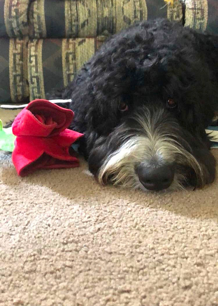 Blaize is registered to the contest to win money with this photo: canidae, carmine, carnivore, collar, companion_dog, dog, dog_breed, dog_collar, dog_supply, fur, schnauzer, small_terrier, snout, sporting_group, terrier, toy_dog, water_dog, working_animal, working_dog, yorkipoo