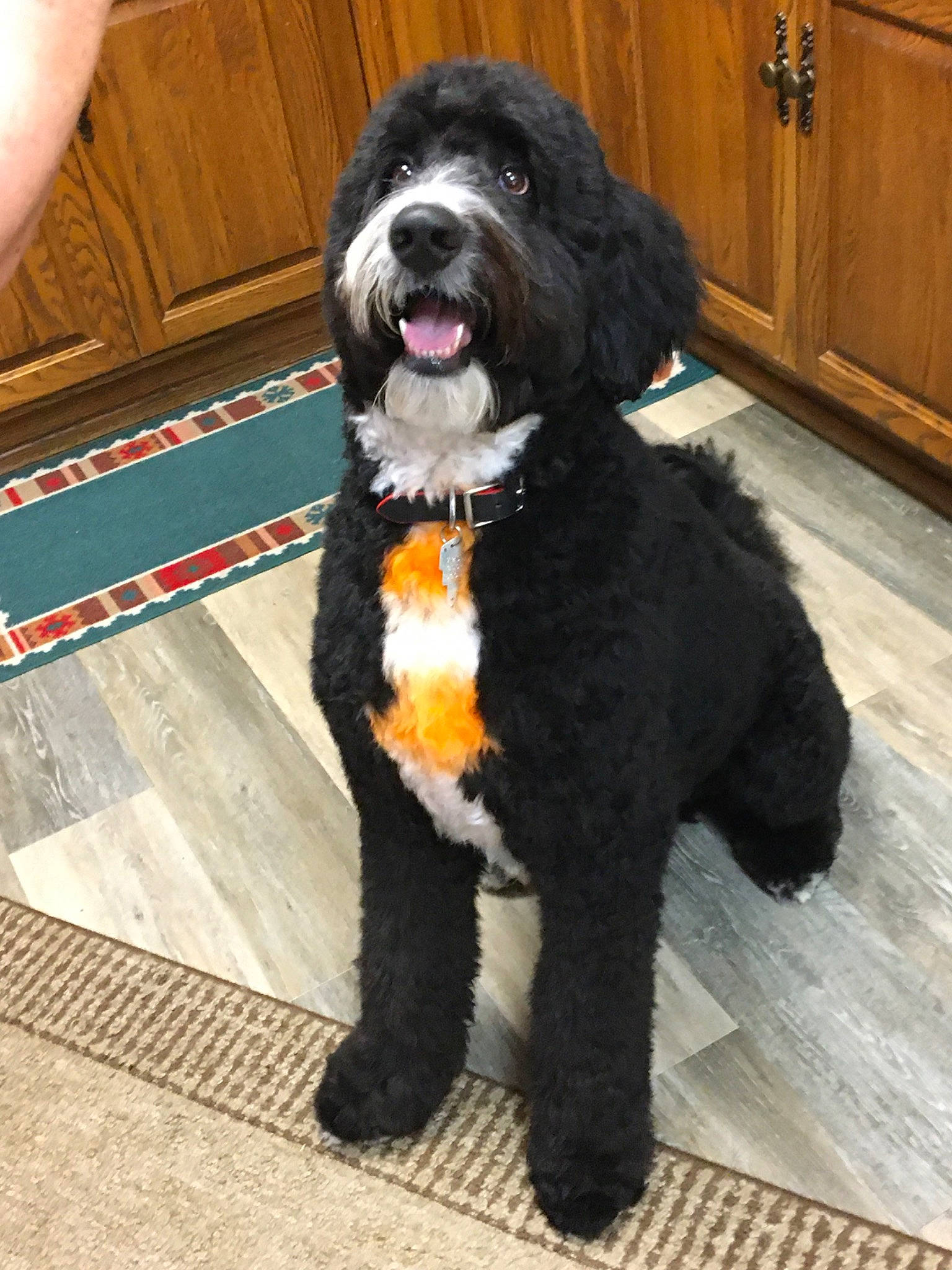 Blaize is registered to the contest to win money with this photo: cabinetry, carnivore, collar, companion_dog, costume, dog, dog_breed, dog_collar, flooring, fur, giant_dog_breed, hardwood, hat, liver, snout, sporting_group, tail, terrestrial_animal, wood, working_animal