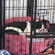 Bella Rose is registered to the contest to win money with this photo: dog, crate, pet_bed, blanket, toy, sleeping, indoor, black_and_white_dog, metal_bars, cozy, resting, cage, animal, comfort, quiet, relaxed, furniture, home, pink_bed, canine