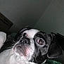 Bella Rose is registered to the contest to win money with this photo: dog, black_and_white, close_up, pet, indoor, blanket, resting, canine, fur, face, animal, whiskers, ears, brown_eyes, snout, portrait, domestic, companion, sleepy, quiet