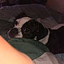 Bella Rose is registered to the contest to win money with this photo: dog, pet, black_and_white, blanket, bed, cozy, indoor, resting, sleepy, animal, canine, cute, fur, face, looking, lying_down, comfort, domestic, mammal, companion