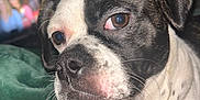 Bella Rose is registered to the contest to win money with this photo: dog, close_up, indoor, pet, face, black_and_white, curious, cozy, fur, whiskers, bed, blanket, portrait, animal, mammal, companion, cute, domestic, expression, relaxed