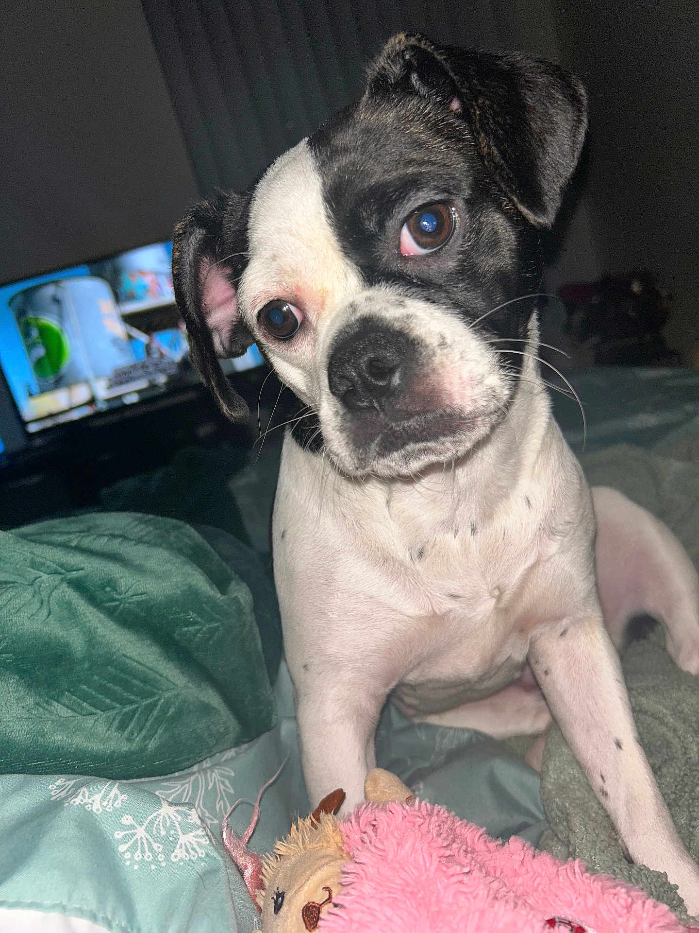 Bella Rose