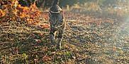 Malik a rejoint le concours — aidez-le/la à gagner de superbes lots ! cat, tabby, outdoor, autumn, sunlight, grass, leaves, nature, animal, walking, daytime, mammal, field, feline, sunshine, warm, ground, pet, wildlife, forest