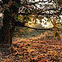 cat, tree, branch, autumn, leaves, sunlight, nature, outdoor, grass, fall, animal, feline, tabby, sunset, woodland, wildlife, scenery, peaceful, daylight, rustic