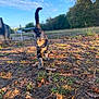 cat, tabby_cat, outdoor, sunlight, grass, leaves, nature, animal, pet, walking, curious, daylight, sky, trees, ground, mammal, feline, young_cat, closeup, autumn