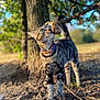 cat, tabby, collar, tree, branch, outdoor, nature, leaves, ground, sunlight, animal, curious, feline, fur, whiskers, closeup, daylight, blurred_background, playful, pet