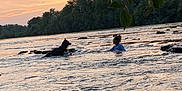 Tayson participe au concours pour gagner de l'argent avec cette photo : dog, person, river, water, sunset, nature, trees, outdoor, leaves, animal, playing, stick, reflection, sky, forest, calm, evening, adventure, water_sport, recreation