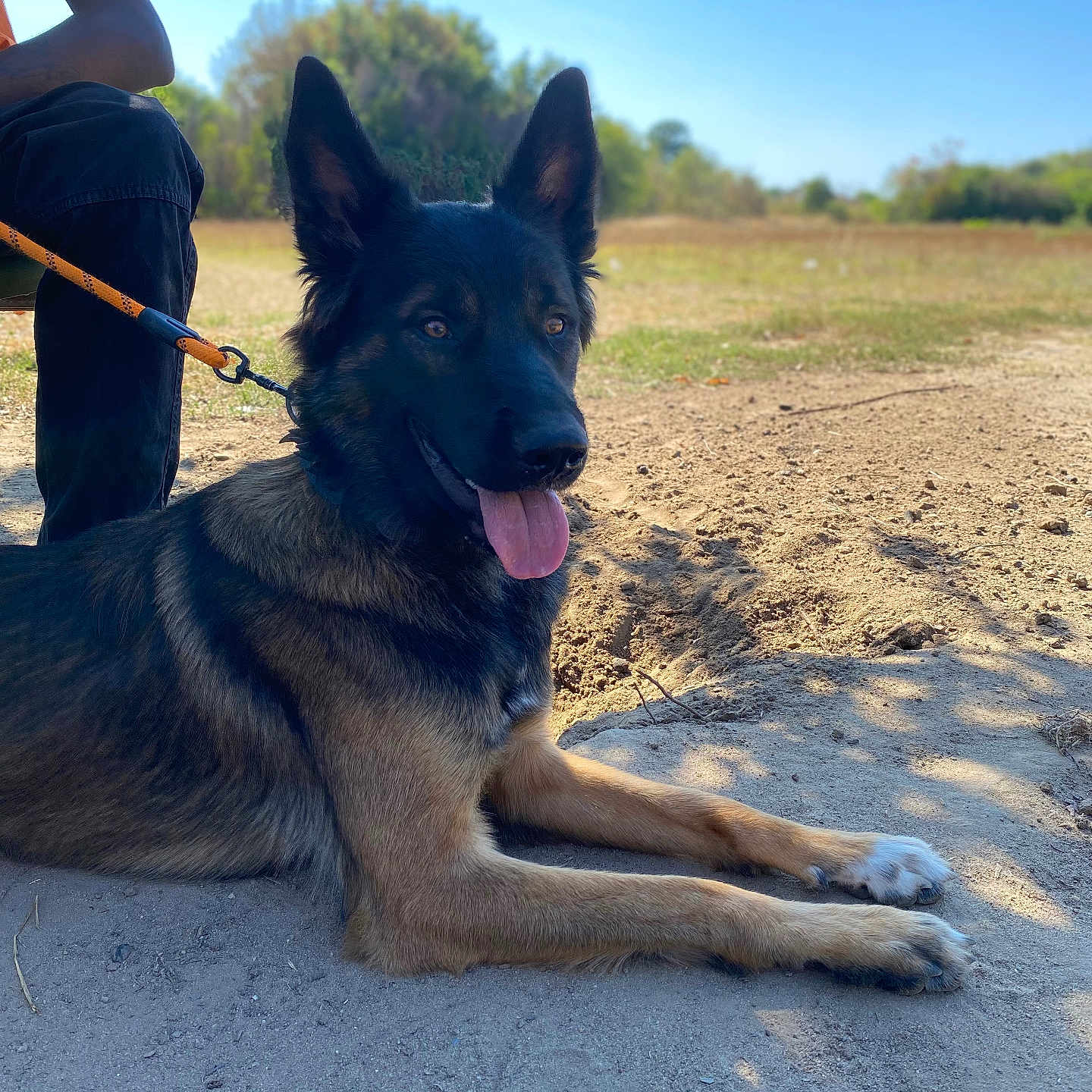 Tayson a rejoint le concours — aidez-le/la à gagner de superbes lots ! animal, blue_sky, canine, dog, ears_up, field, german_shepherd, happy, leash, mammal, nature, outdoor, person, pet, resting, sand, shadow, sunlight, tongue_out, tree