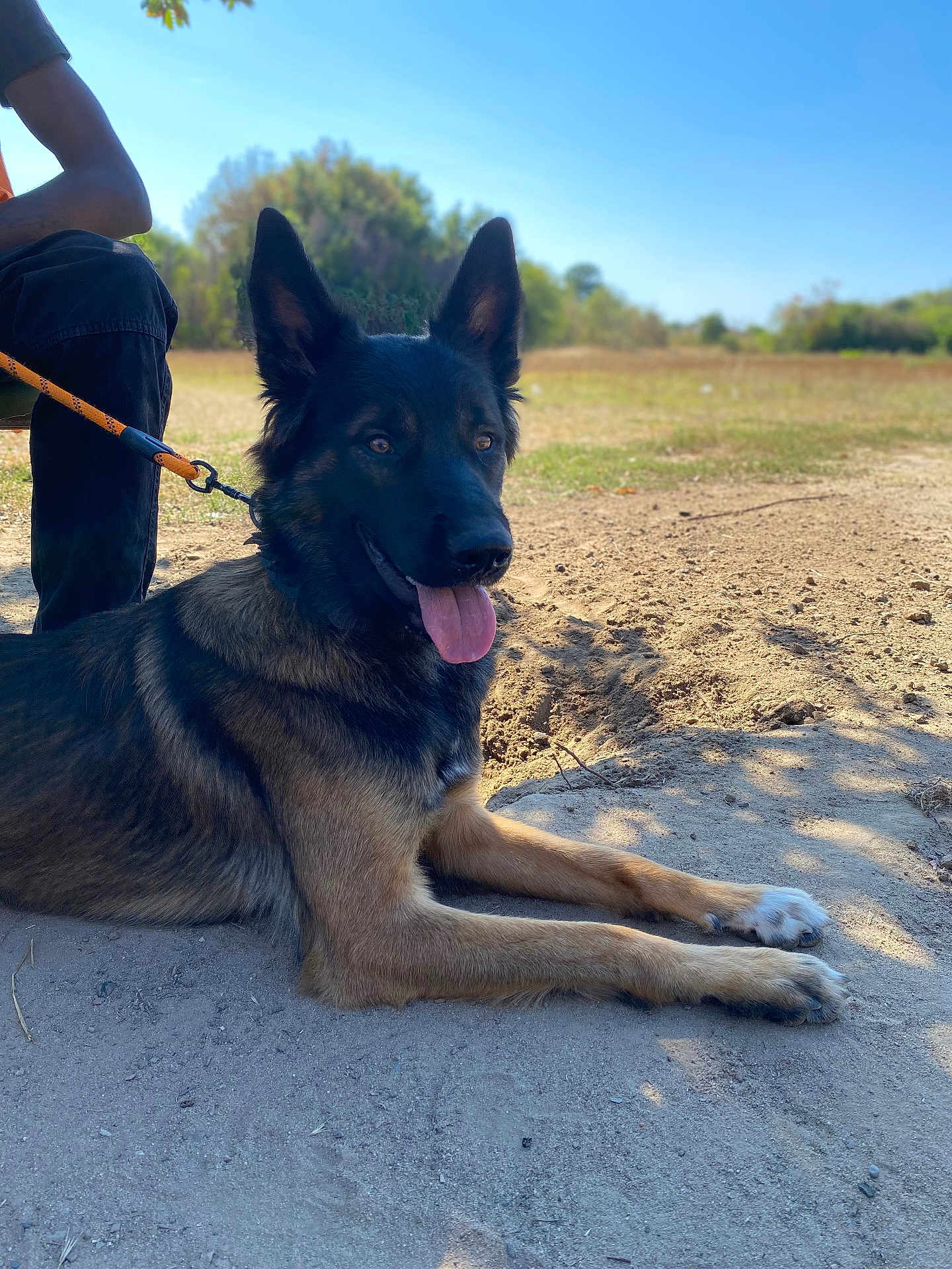 Tayson a rejoint le concours — aidez-le/la à gagner de superbes lots ! dog, german_shepherd, leash, outdoor, sand, person, animal, canine, tongue_out, resting, sunlight, nature, blue_sky, tree, pet, mammal, happy, ears_up, field, shadow