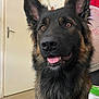 dog, german_shepherd, pet, indoor, close_up, animal, canine, tongue_out, ears_up, alert, friendly, fur, brown, black, face, household, door, fan, floor, portrait