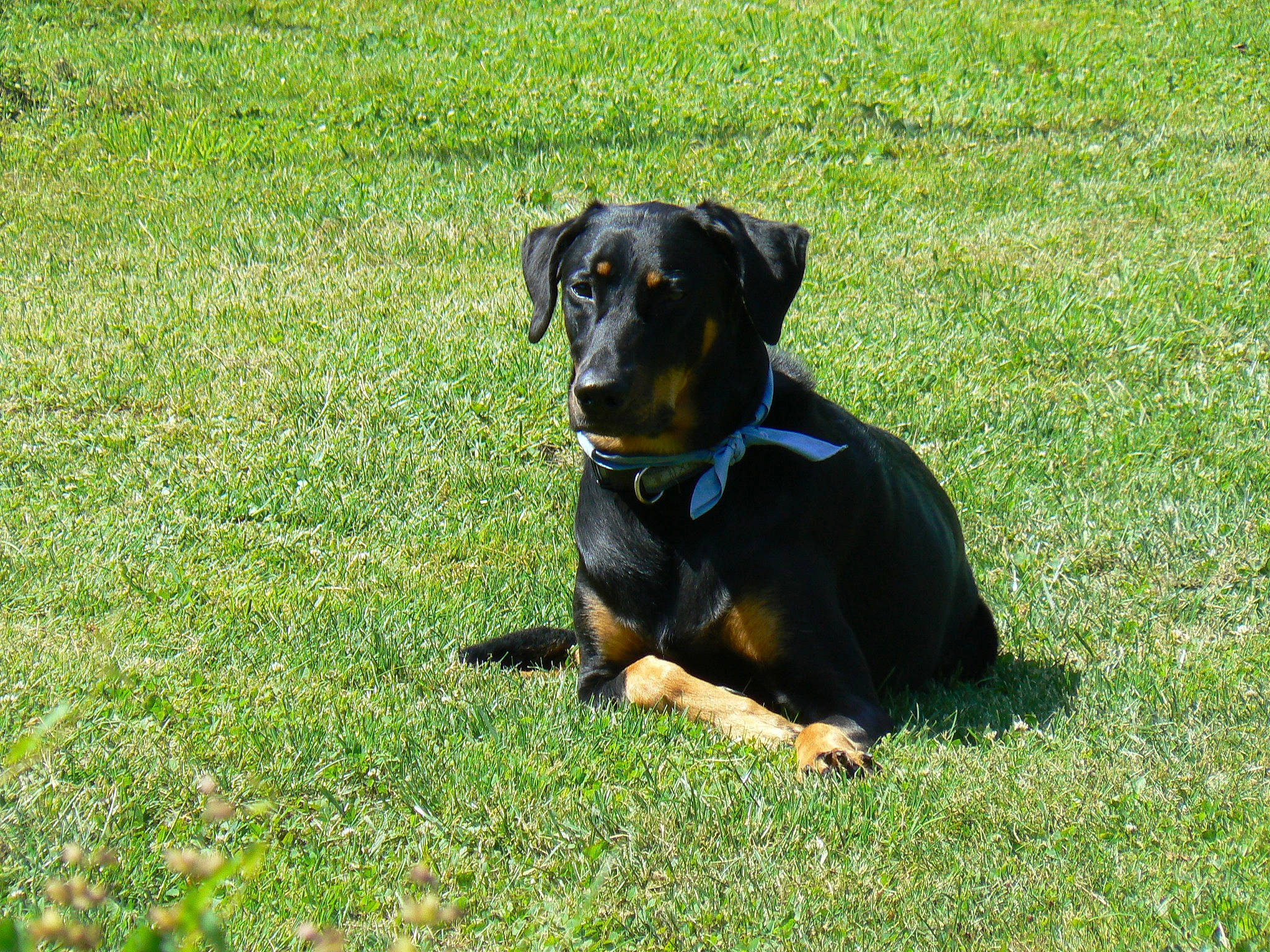 Jade participe au concours pour gagner de l'argent avec cette photo : canidae, carlin_pinscher, carnivore, companion_dog, dog, dog_breed, grass, grassland, groundcover, guard_dog, hound, hunting_dog, lawn, pinscher, plant, puppy, sporting_group, toy_dog, working_animal, working_dog