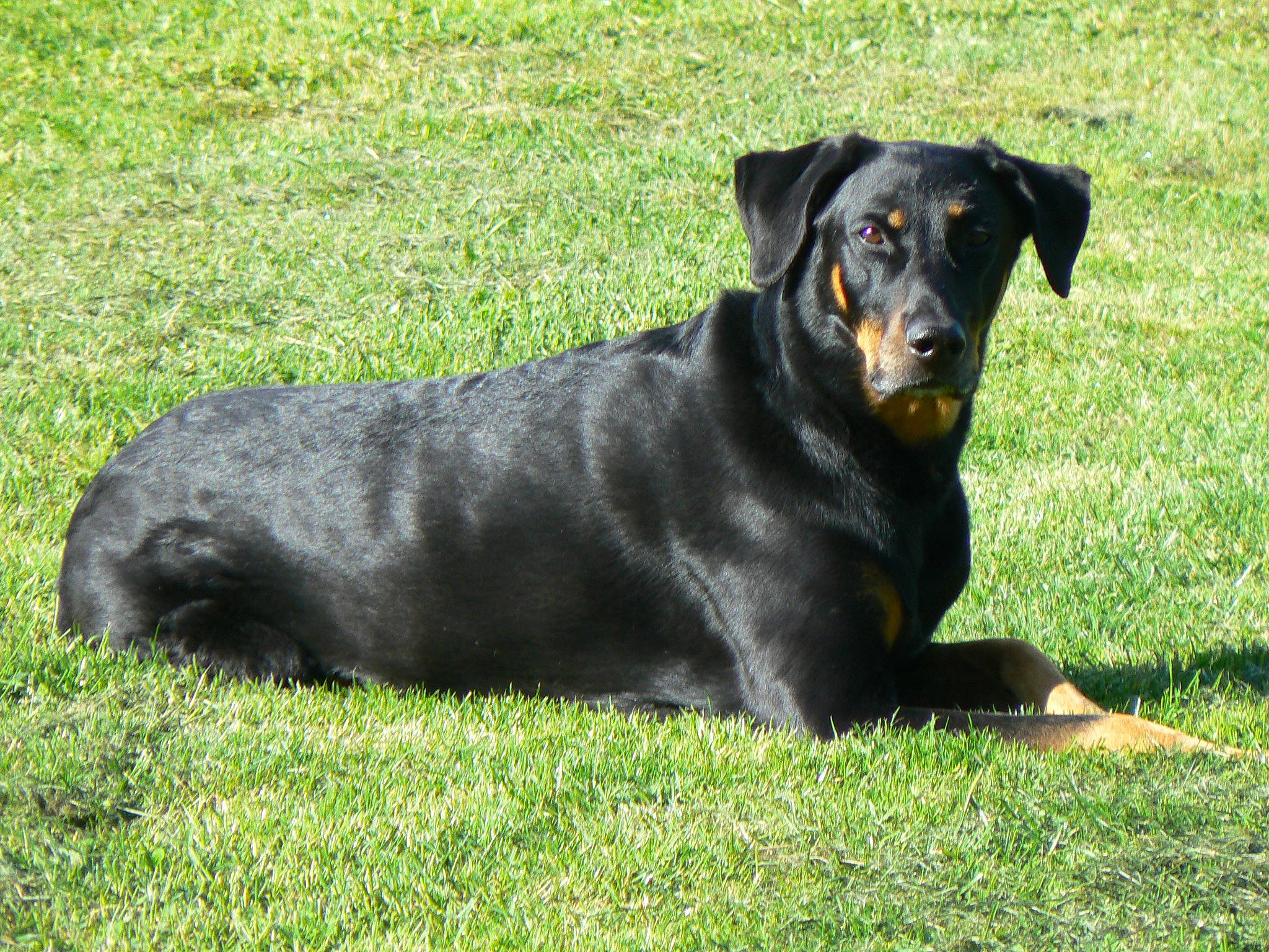 Jade a rejoint le concours — aidez-le/la à gagner de superbes lots ! canidae, carlin_pinscher, carnivore, companion_dog, dog, dog_breed, grass, guard_dog, hunting_dog, plant, puppy, rottweiler, snout, sporting_group, terrestrial_animal, working_animal, working_dog