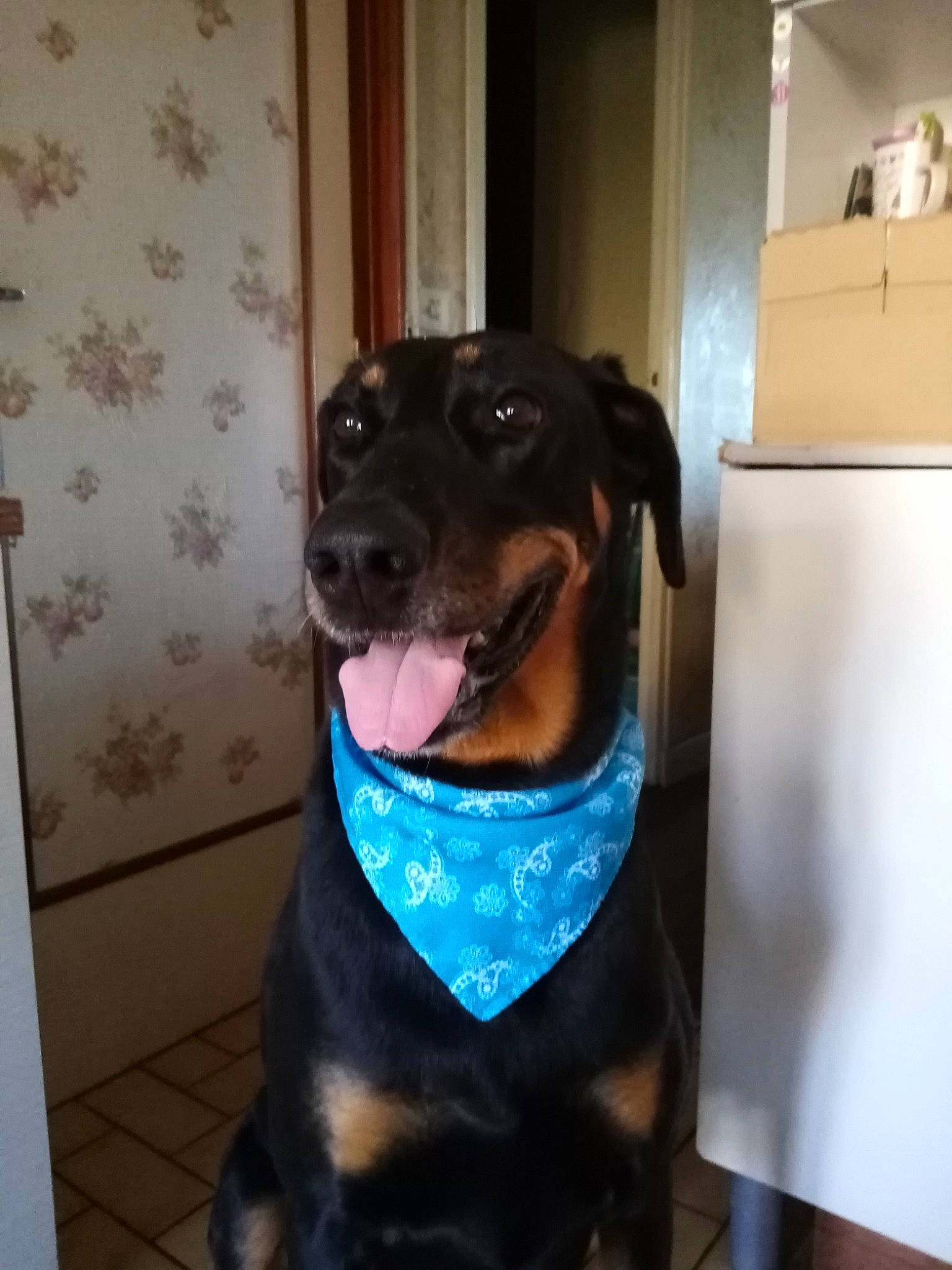 Jade participe au concours pour gagner de l'argent avec cette photo : borador, canidae, carnivore, collar, companion_dog, dog, dog_breed, dog_collar, dog_supply, fawn, flooring, fur, guard_dog, liver, pet_supply, snout, sporting_group, whiskers, working_animal, working_dog