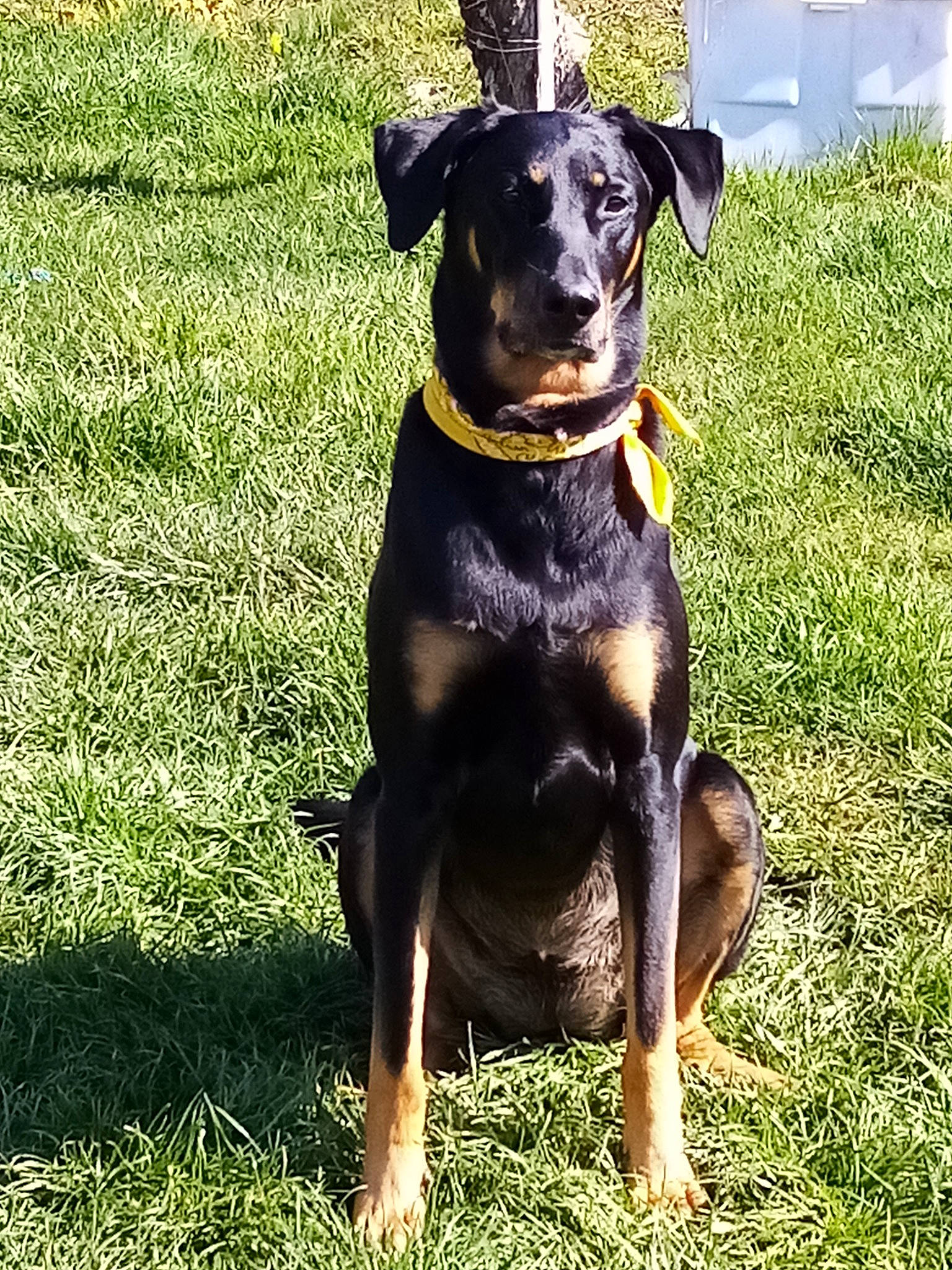 Jade participe au concours pour gagner de l'argent avec cette photo : borador, canidae, carnivore, collar, companion_dog, dobermann, dog, dog_breed, dog_collar, fawn, grass, guard_dog, hound, plant, snout, sporting_group, tail, terrestrial_animal, working_animal, working_dog