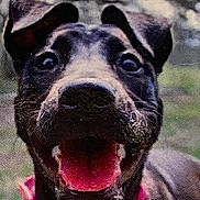 Mei is registered to the contest to win money with this photo: animal, black_dog, canine, close_up, collar, dog, ears_up, face, friendly, fur, happy, muzzle, nature, open_mouth, outdoor, pet, pink_collar, portrait, smiling, tongue_out