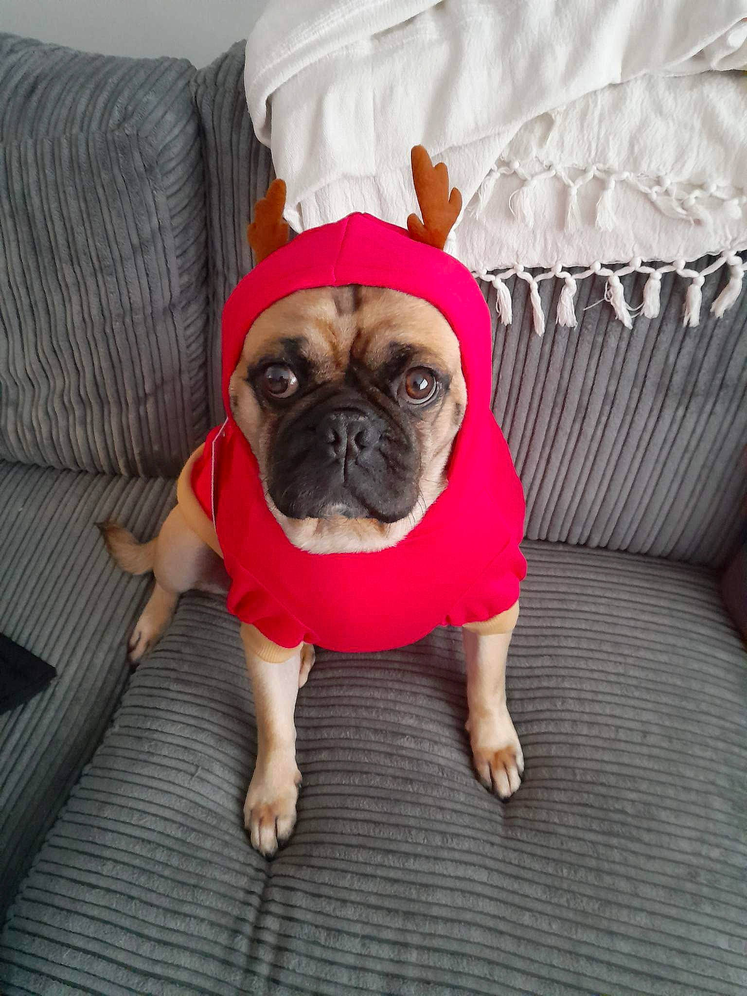 Charlie joined the competition — help win amazing prizes! carnivore, chair, comfort, companion_dog, couch, dog, dog_breed, dog_clothes, dog_supply, fawn, furniture, linens, pug, snout, sunglasses, t_shirt, toy_dog, whiskers, working_animal, wrinkle