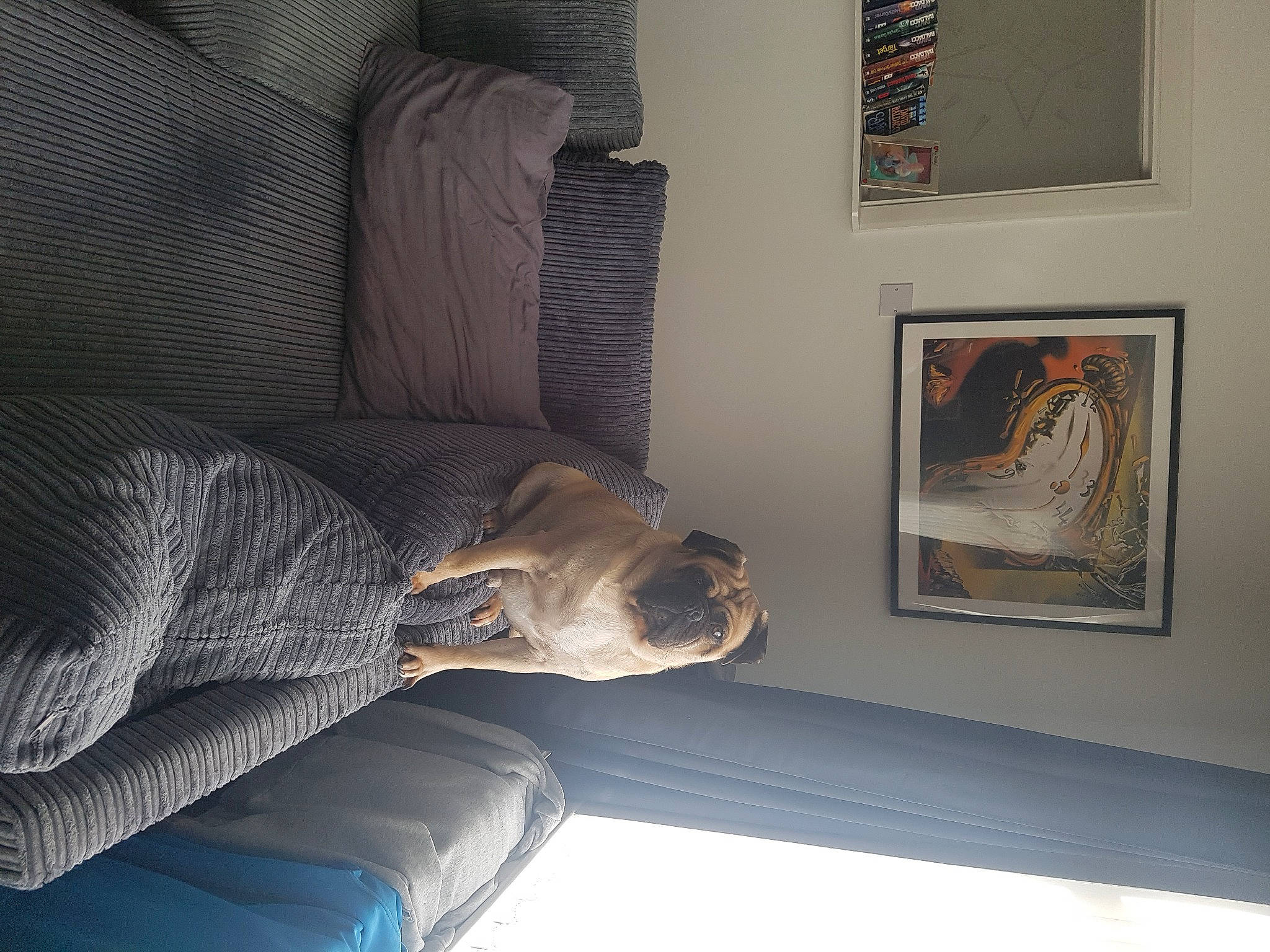 Charlie is registered to the contest to win money with this photo: art, automotive_design, comfort, couch, dog, flooring, grey, hardwood, house, interior_design, linens, living_room, luxury_vehicle, picture_frame, room, studio_couch, textile, vehicle_door, visual_arts, wood