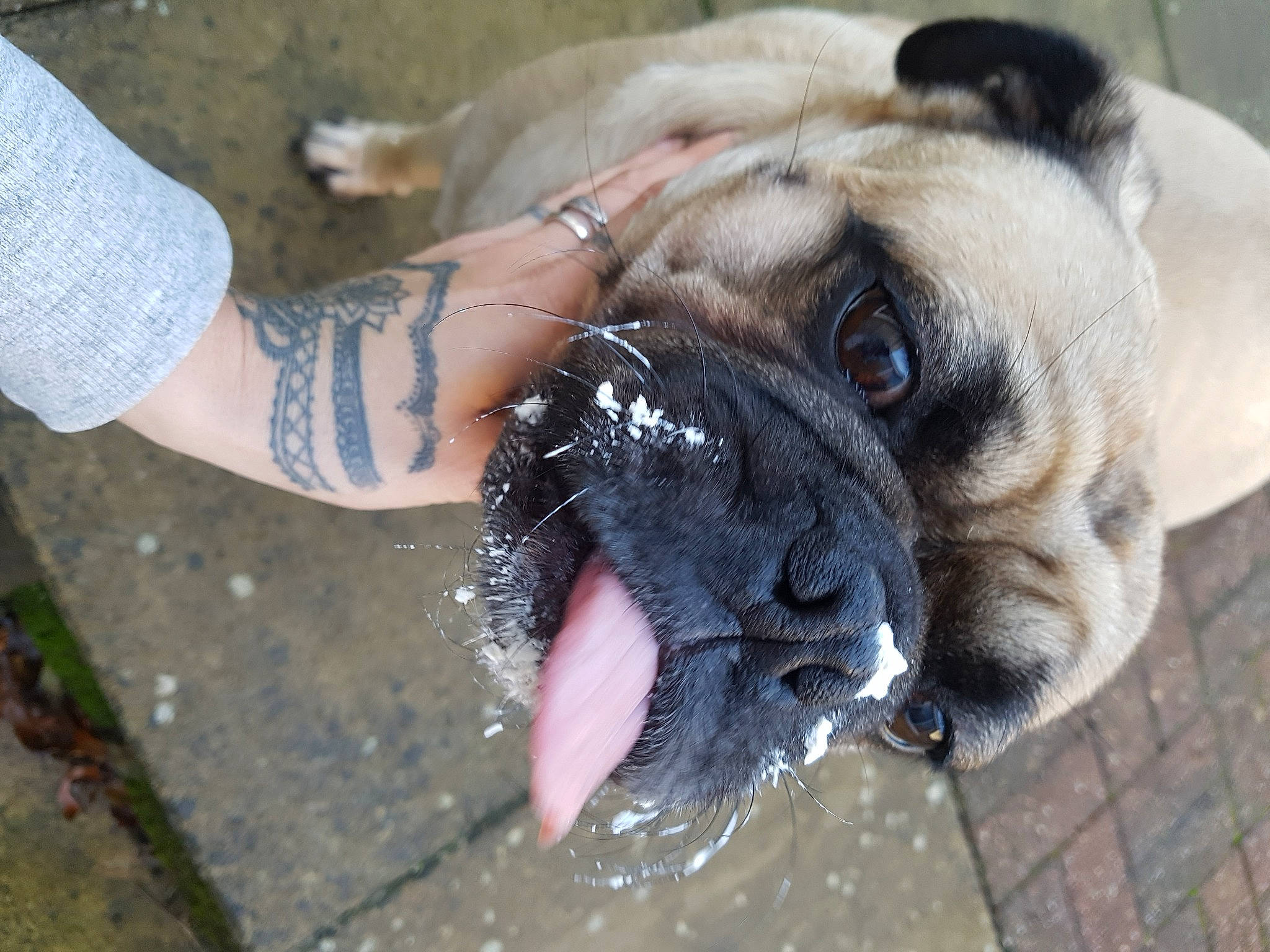 Charlie is registered to the contest to win money with this photo: canidae, carnivore, collar, companion_dog, dog, dog_breed, eye, fawn, fur, hair, human_leg, pug, snout, sporting_group, terrestrial_animal, toy_dog, water, whiskers, working_animal, wrinkle