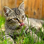 Vicky participe au concours pour gagner de l'argent avec cette photo : cat, kitten, tabby, grass, outdoor, animal, pet, tongue, close_up, feline, young, whiskers, ears, nature, fur, cute, playful, background_blur, summer, daylight