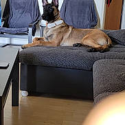 Red a rejoint le concours — aidez-le/la à gagner de superbes lots ! dog, living_room, couch, chair, floor, wood_floor, furniture, pet, canine, indoor, alert, gray, modern, collar, relaxed, domestic, animal, home, seat, resting