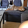 dog, living_room, couch, chair, floor, wood_floor, furniture, pet, canine, indoor, alert, gray, modern, collar, relaxed, domestic, animal, home, seat, resting