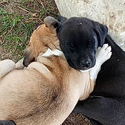 Kinay participe au concours pour gagner de l'argent avec cette photo : adorable, animal, black_puppy, brown_puppy, close_up, companions, cuddle, cute, dog, friendship, fur, grass, nature, outdoor, pet, puppy, resting, sleeping, soil, young_dog