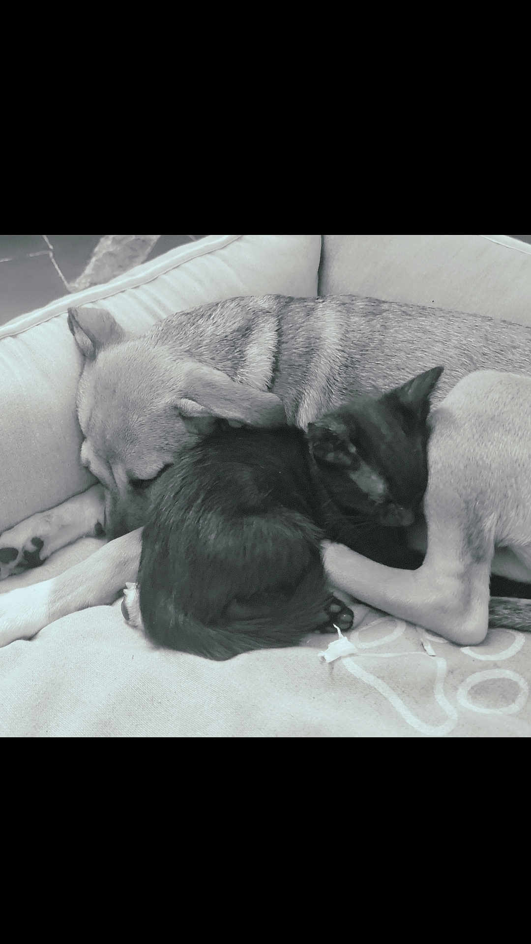 Nala