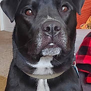 Remington is registered to the contest to win money with this photo: animal, black_dog, canine, carpet, closeup, collar, dog, domestic_animal, ears, fur, furniture, home, indoors, living_room, looking_at_camera, mammal, pet, portrait, sitting, white_patch