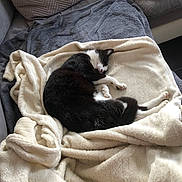 Filou participe au concours pour gagner de l'argent avec cette photo : cat, sleeping, blanket, couch, cozy, black_and_white, fur, pet, indoor, resting, soft, comfort, relaxation, furniture, pillows, nap, domestic_animal, cute, animal, home