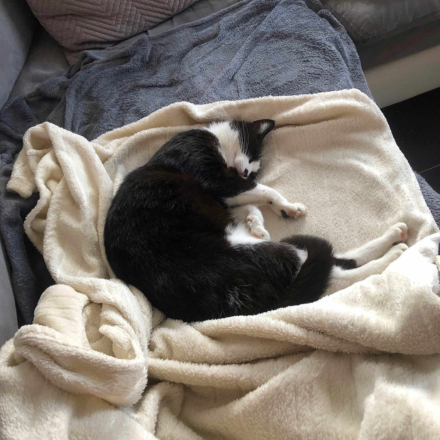 Filou participe au concours pour gagner de l'argent avec cette photo : cat, sleeping, blanket, couch, cozy, black_and_white, fur, pet, indoor, resting, soft, comfort, relaxation, furniture, pillows, nap, domestic_animal, cute, animal, home