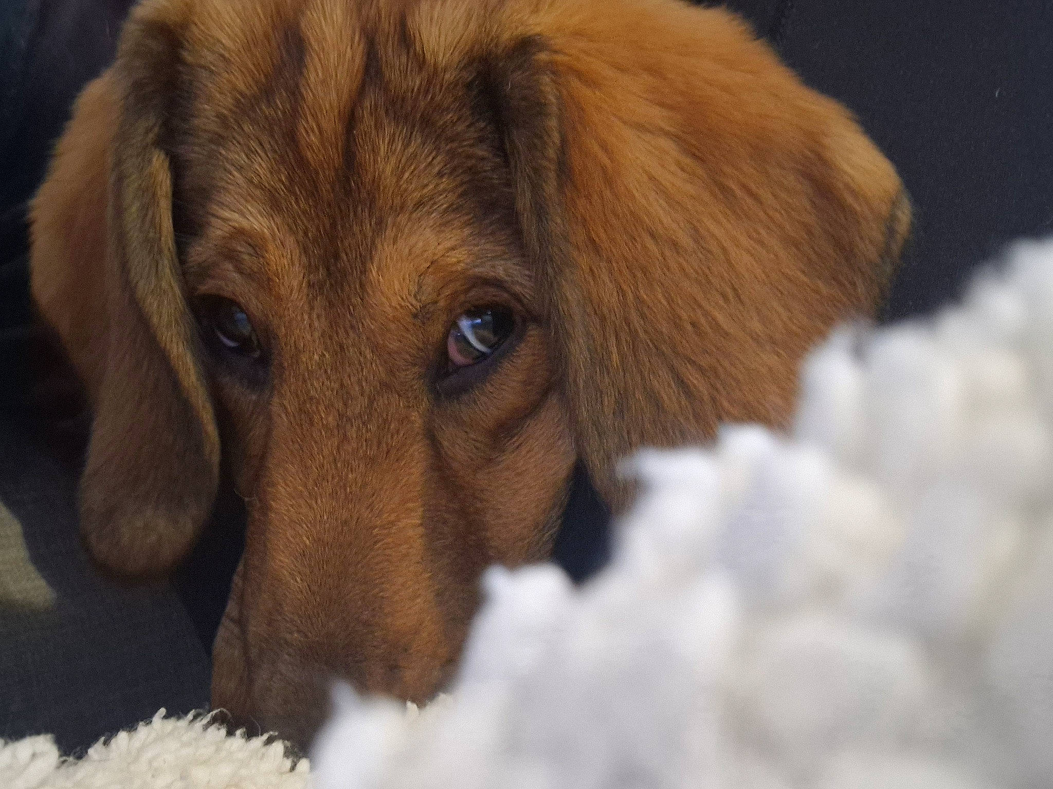 Skye a rejoint le concours — aidez-le/la à gagner de superbes lots ! ancient_dog_breeds, bored, canidae, carnivore, companion_dog, dog, dog_breed, ear, fawn, fur, hound, liver, puppy, scent_hound, sporting_group, terrestrial_animal, whiskers, wildlife, working_animal, working_dog