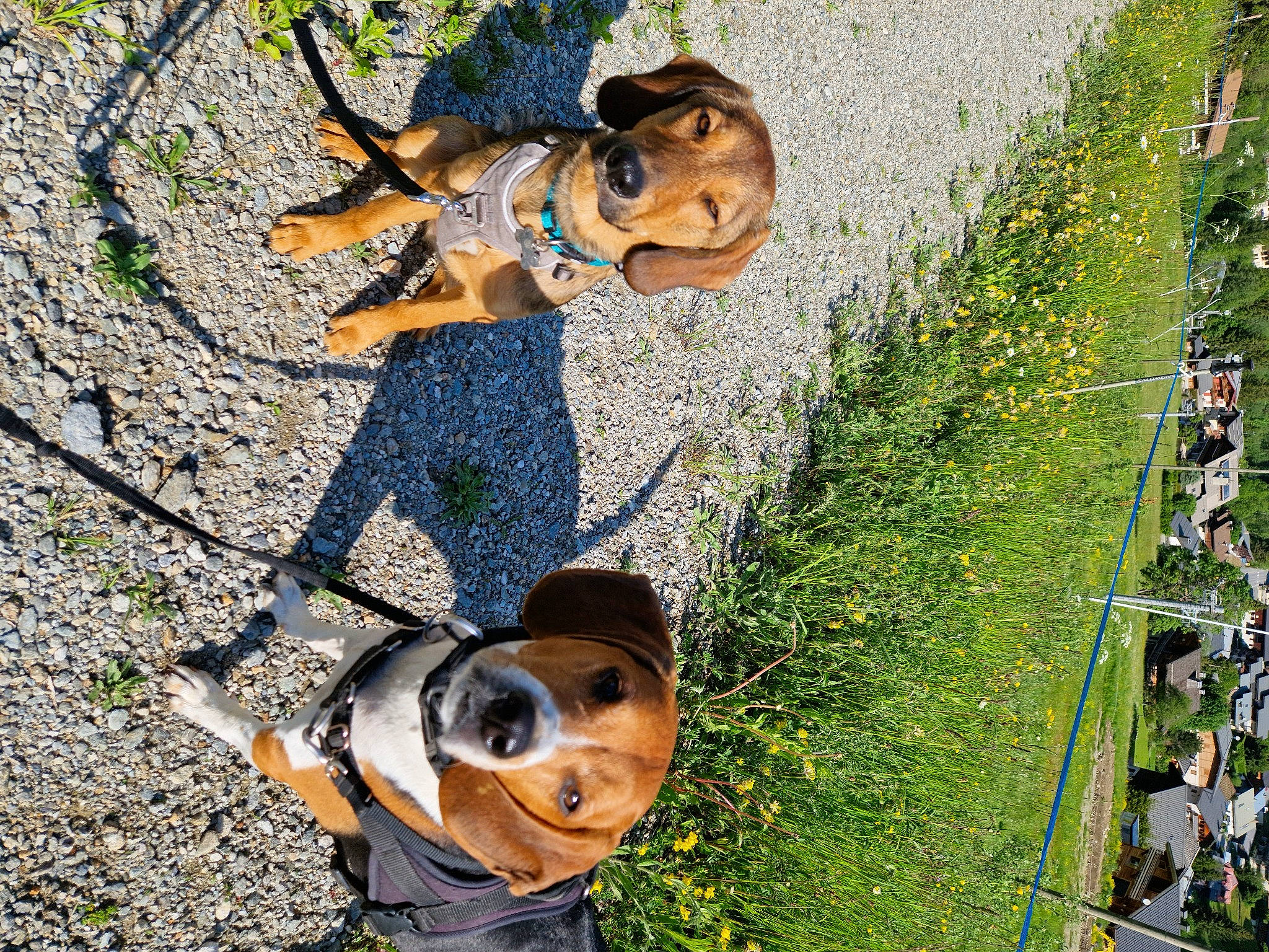 Skye a rejoint le concours — aidez-le/la à gagner de superbes lots ! carnivore, companion_dog, dog, dog_breed, fawn, fun, grass, grass_family, happy, hat, landscape, leaf, leisure, mammal, people_in_nature, plant, smile, sunglasses, vertebrate, yellow