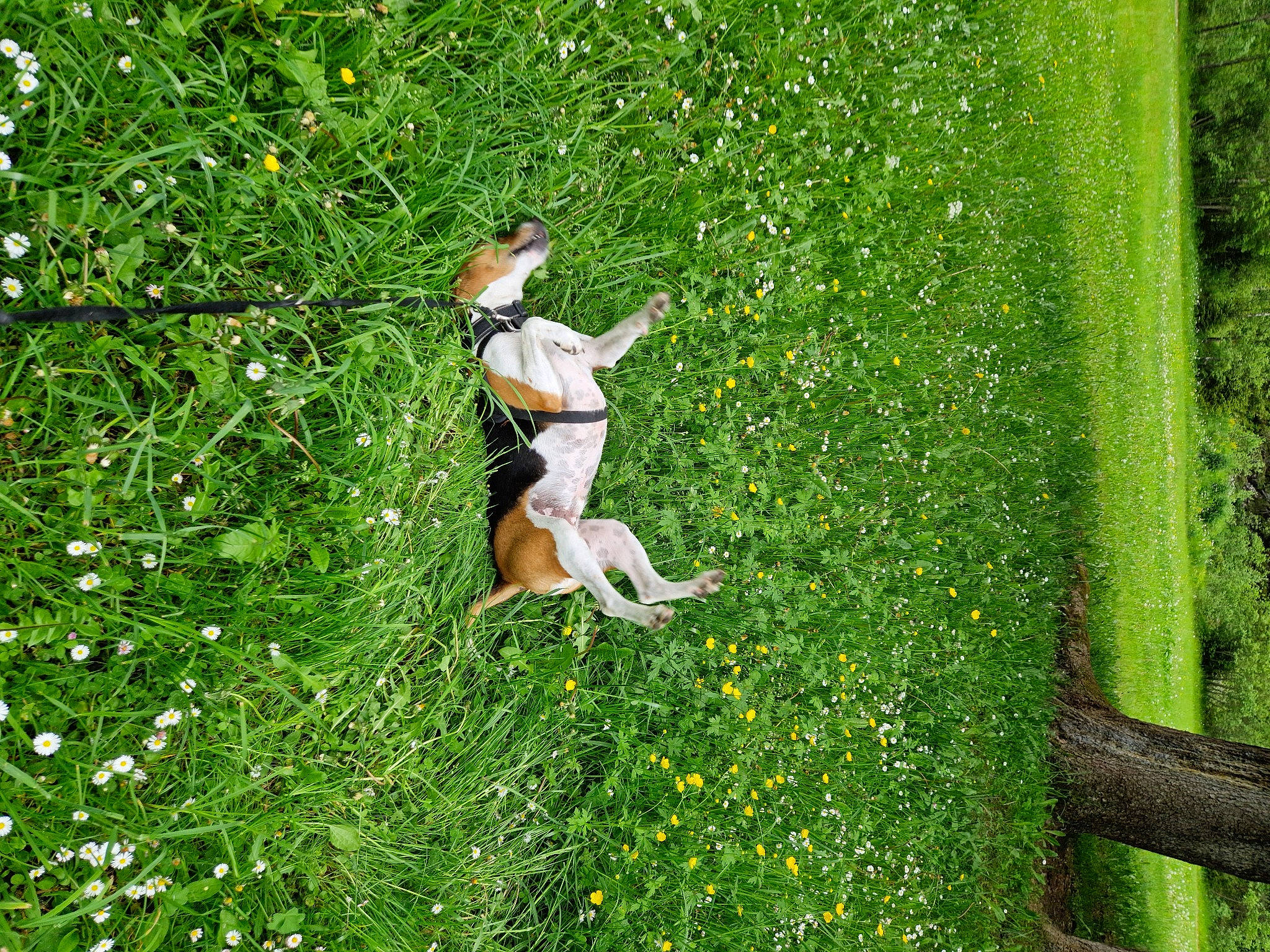 Malcolm a rejoint le concours — aidez-le/la à gagner de superbes lots ! field, flower, flowering_plant, garden, grass, grass_family, grassland, green, groundcover, happy, landscape, lawn, leisure, meadow, pasture, people_in_nature, plant, recreation, shrub, tree