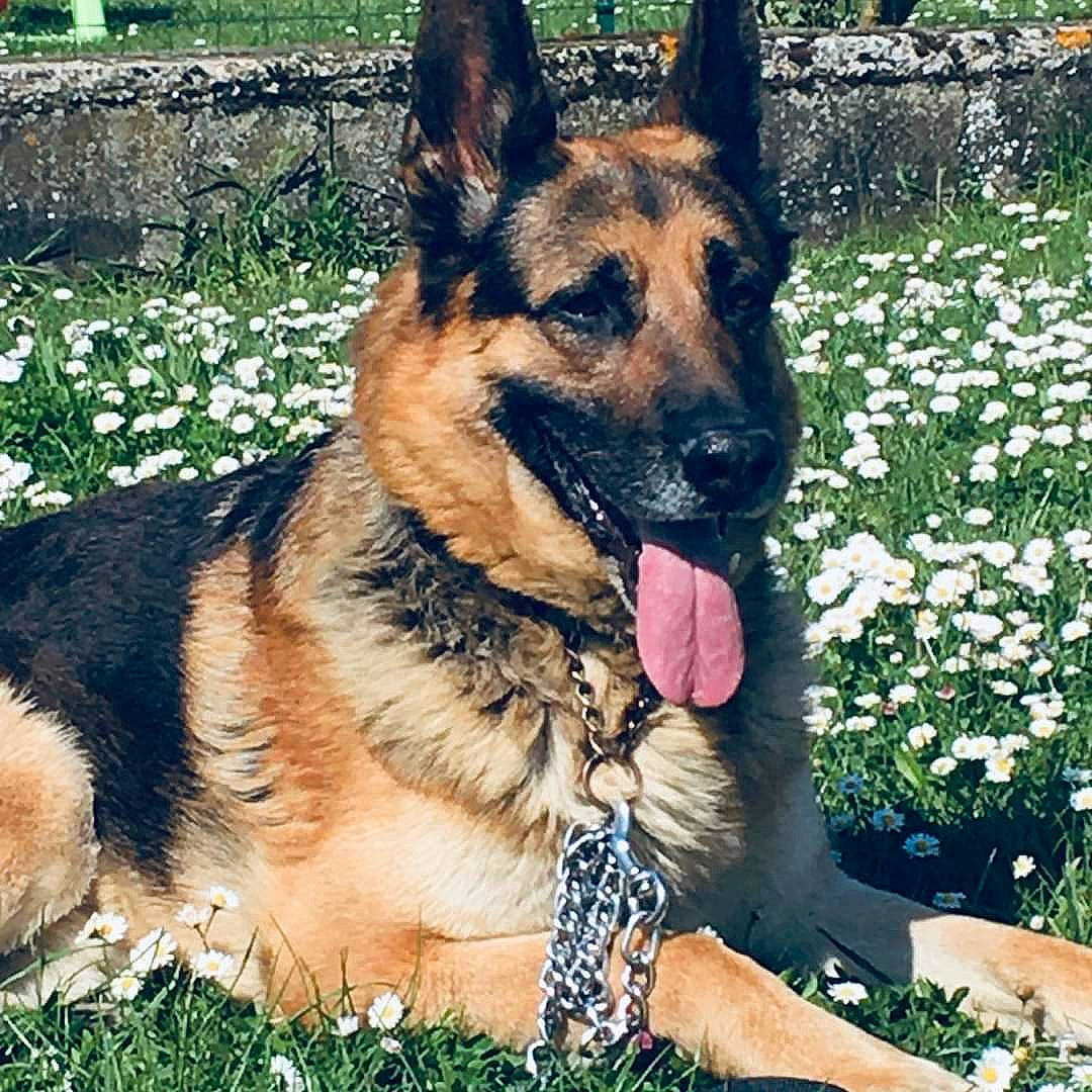 Lasko participe au concours pour gagner de l'argent avec cette photo : carnivore, collar, companion_dog, dog, dog_breed, east_european_shepherd, fawn, flower, german_shepherd_dog, grass, groundcover, herding_dog, king_shepherd, old_german_shepherd_dog, pet_supply, plant, snout, sporting_group, terrestrial_animal, working_dog
