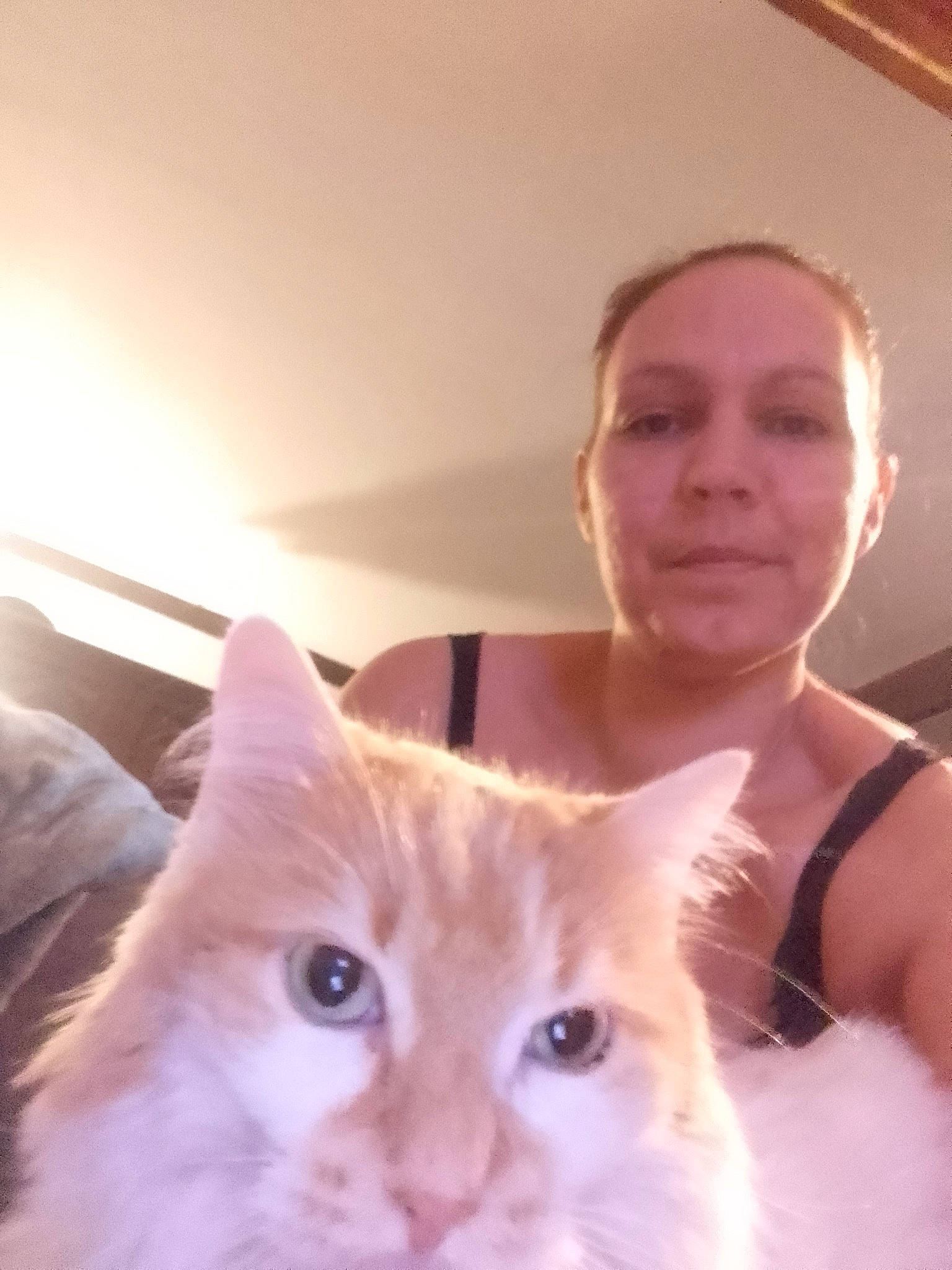 Yochi a rejoint le concours — aidez-le/la à gagner de superbes lots ! carnivore, cat, chest, domestic_short_haired_cat, ear, eye, fawn, felidae, fur, head, paw, selfie, sitting, small_to_medium_sized_cats, snout, tail, vertebrate, whiskers