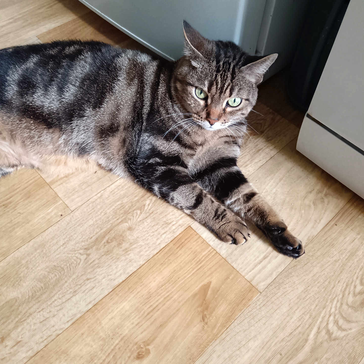 Nina a rejoint le concours — aidez-le/la à gagner de superbes lots ! abyssinian, animal, architecture, building, cat, couch, drawer, egyptiancat, furniture, hardwood, indoors, interiordesign, kitten, livingroom, manx, pet, plywood, room, stainedwood, wood