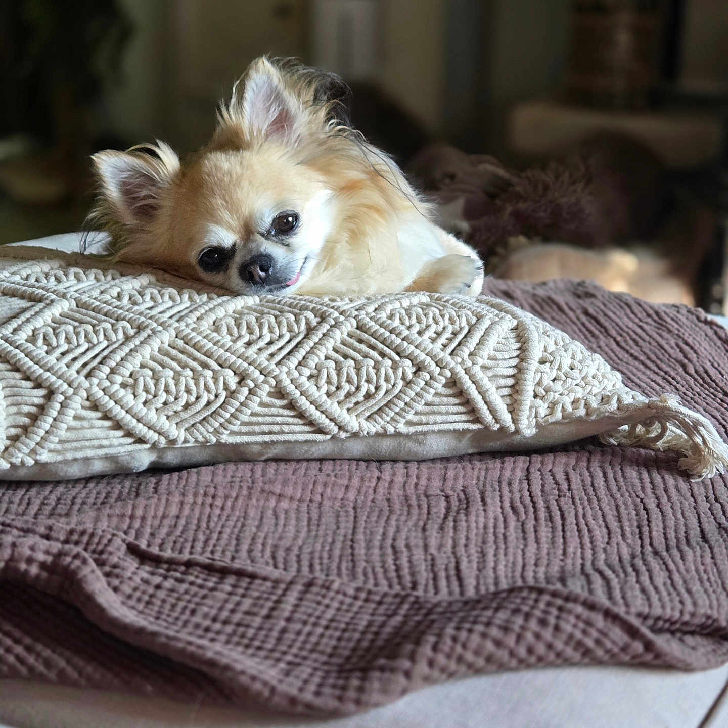 Wuillow participe au concours pour gagner de l'argent avec cette photo : adorable, blanket, brown, canine, cozy, cream, cute, dog, fluffy, furniture, home, indoor, pet, pillow, relaxing, resting, sleepy, small_dog, soft_light, texture