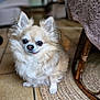 Wuillow participe au concours pour gagner de l'argent avec cette photo : animal, chair_leg, chihuahua, companion, cozy, curious, cute, dog, ears, floor, fluffy, fur, home, indoor, pet, rug, small_dog, tile_floor, tongue, woven_rug