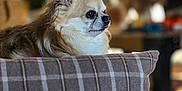 Wuillow a rejoint le concours — aidez-le/la à gagner de superbes lots ! animal, blurred_background, chihuahua, cozy, cute, dog, domestic, ears, face, fur, furry, home, indoor, living_room, pet, pillow, plaid, relaxed, side_view, small_dog