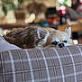 Wuillow participe au concours pour gagner de l'argent avec cette photo : animal, blurred_background, chihuahua, couch, cozy, dog, ears, face, fur, furniture, home, houseplant, indoor, living_room, pet, plaid, relaxed, resting, sleepy, small_dog