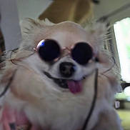 Wuillow a rejoint le concours — aidez-le/la à gagner de superbes lots ! accessory, animal, blurred, closeup, cute, dog, face, fluffy, funny, hand, holding, indoor, indoor_lighting, pet, portrait, rings, small_dog, sunglasses, tongue, white_fur