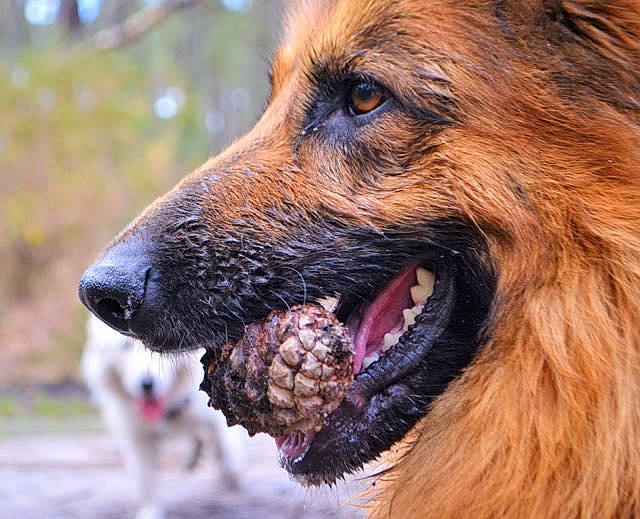 Toska a rejoint le concours — aidez-le/la à gagner de superbes lots ! biting, canidae, carnivore, close_up, companion_dog, dog, dog_breed, eye, fang, fawn, fur, german_shepherd_dog, king_shepherd, liver, old_german_shepherd_dog, snout, sporting_group, terrestrial_animal, whiskers, working_animal