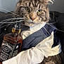 animal, cat, closeup, clothing, costume, domestic_cat, face, feline, fluffy, funny, indoor, jack_daniels, pet, portrait, shirt, sitting, tabby, vest, whiskers, whiskey_bottle