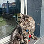 Ulyss participe au concours pour gagner de l'argent avec cette photo : animal, cat, collar, daylight, domestic_cat, doorstep, fluffy, fur, gray_wall, house, leash, outdoor, pavement, pet, reflection, side_view, sitting, tabby, whiskers, window