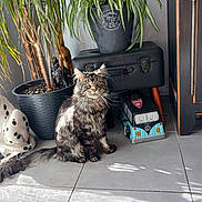 Ulyss a rejoint le concours — aidez-le/la à gagner de superbes lots ! animal, cat, ceramic_dog, cozy, decor, fluffy_cat, furniture, greenery, home, indoor, pet, plant, pot, relaxed, sitting, sunlight, tile_floor, toy_van, vintage_suitcase, window_light