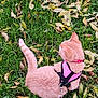 Leia participe au concours pour gagner de l'argent avec cette photo : animal, autumn, back_view, cat, cute, daylight, fall, fur, ginger_cat, grass, green, harness, leash, leaves, nature, outdoor, pet, pink, sitting, small