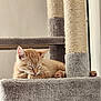 Leia participe au concours pour gagner de l'argent avec cette photo : kitten, cat, sleeping, furry, orange_cat, cat_tree, pet, indoor, cozy, relaxed, paw, fur, cute, animal, domestic_cat, resting, soft, feline, young_cat, nap