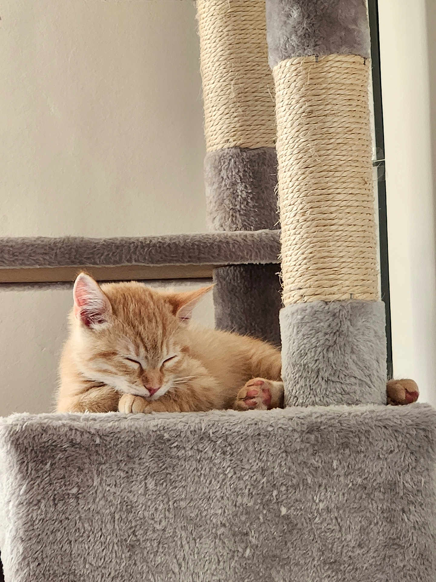 Leia participe au concours pour gagner de l'argent avec cette photo : kitten, cat, sleeping, furry, orange_cat, cat_tree, pet, indoor, cozy, relaxed, paw, fur, cute, animal, domestic_cat, resting, soft, feline, young_cat, nap